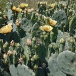 Eastern Prickly Pear Cactus, Devil’s Tongue - Opuntia humifusa (Opuntia compressa) 2