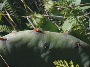 Eastern Prickly Pear Cactus, Devil’s Tongue - Opuntia humifusa (Opuntia compressa) 1