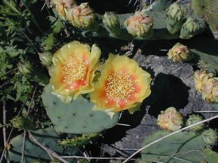 Eastern Prickly Pear Cactus, Devil’s Tongue - Opuntia humifusa (Opuntia compressa)