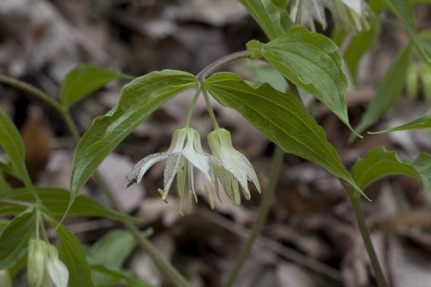 Spotted Mandarin, Nodding Mandarin - Prosartes maculata (Disporum maculata)