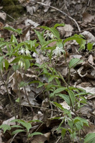 Spotted Mandarin, Nodding Mandarin - Prosartes maculata (Disporum maculata) 2
