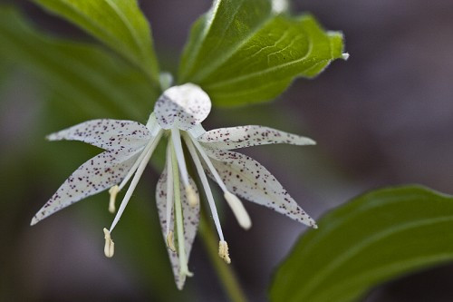 Spotted Mandarin, Nodding Mandarin - Prosartes maculata (Disporum maculata) 3