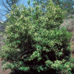 Chokecherry, Common Chokecherry - Prunus virginiana 6