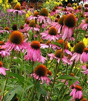 Purple Coneflower - Echinacea purpurea 2