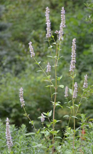 Purple Giant Hyssop - Agastache scrophulariifolia 4