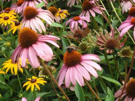 Purple Coneflower - Echinacea purpurea 3