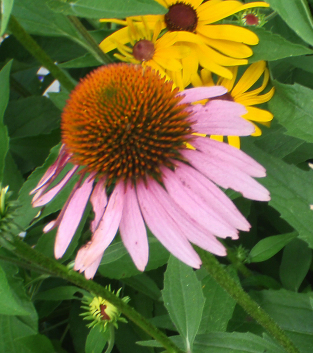 Purple Coneflower - Echinacea purpurea