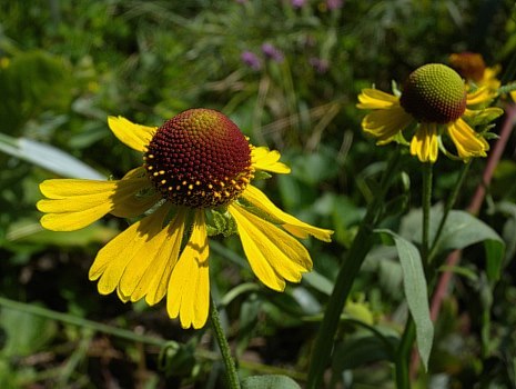 Purple-headed Sneezeweed - Helenium flexuosum