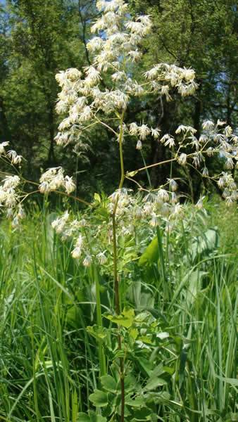 Purple Meadow Rue, Tall Meadow Rue - Thalictrum dasycarpum