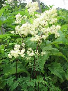 Purple Meadow Rue, Tall Meadow Rue - Thalictrum dasycarpum 3