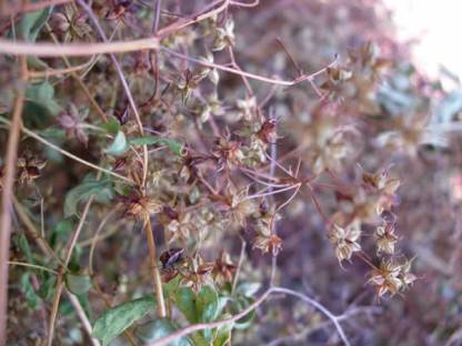 Purple Meadow Rue, Tall Meadow Rue - Thalictrum dasycarpum 4