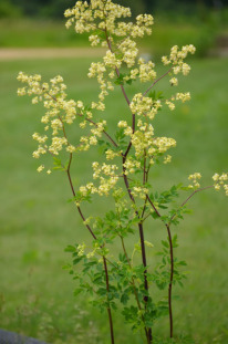 Purple Meadow Rue, Tall Meadow Rue - Thalictrum dasycarpum 5