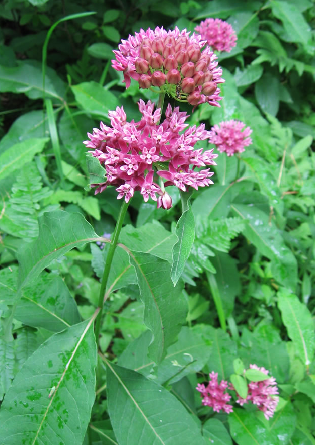 Purple Milkweed- Asclepias purpurascens