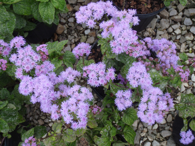 Mist Flower - Conoclinium coelestinum (Eupatorium coelestinum) 2