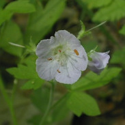 Purple Phacelia, Fernleaf Phacelia - Phacelia bipinnatifida 2