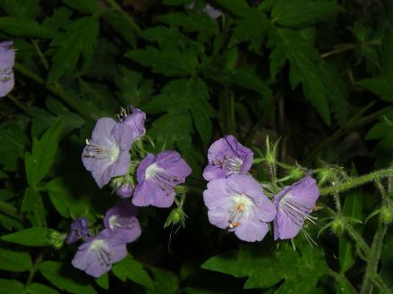 Purple Phacelia, Fernleaf Phacelia - Phacelia bipinnatifida 3