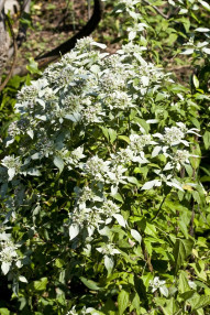 Big Leaf Mountain Mint, Short-toothed Mountain Mint, Clustered Mountain Mint - Pycnanthemum muticum 3