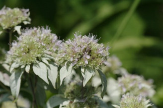 Silverleaf Mountain Mint, Hoary Mountain Mint - Pycnanthemum incanum 3