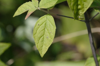 Silverleaf Mountain Mint, Hoary Mountain Mint - Pycnanthemum incanum 2