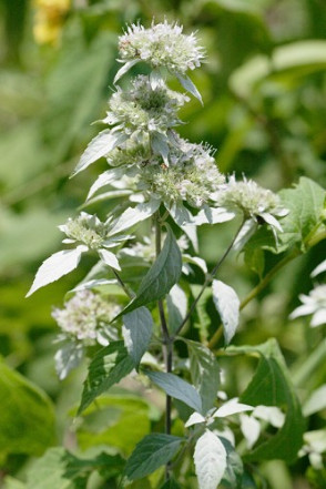 Silverleaf Mountain Mint, Hoary Mountain Mint - Pycnanthemum incanum