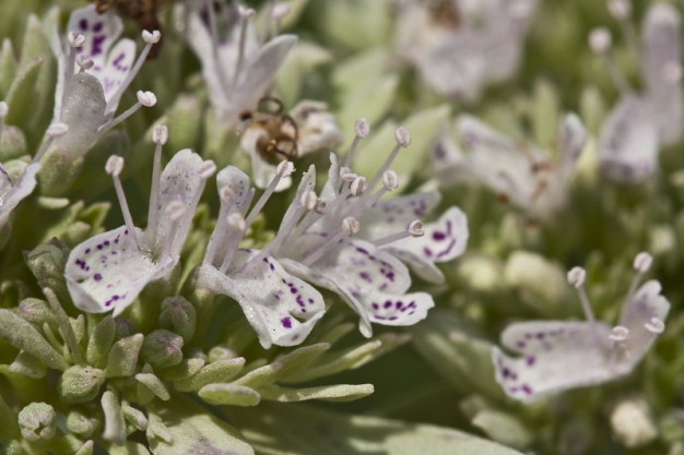 Big Leaf Mountain Mint, Short-toothed Mountain Mint, Clustered Mountain Mint - Pycnanthemum muticum