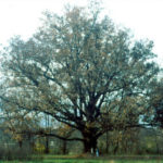 White Oak - Quercus alba 5