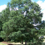 Swamp White Oak - Quercus bicolor 3