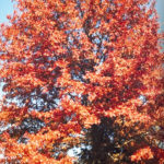 Scarlet Oak - Quercus coccinea 4