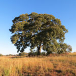 Southern Red Oak, Spanish Oak - Quercus falcata 4