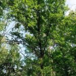 Shingle Oak, Laurel Oak Quercus imbricaria 4