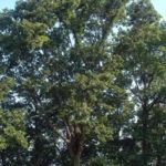 Chestnut Oak, Mountain Chestnut Oak, Rock Oak, Rock Chestnut Oak - Quercus montana