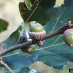 Post Oak, Iron Oak - Quercus stellata
