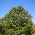 Black Oak - Quercus veluntina
