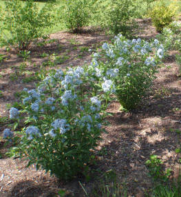 Blue Star - Amsonia tabernaemontana 3