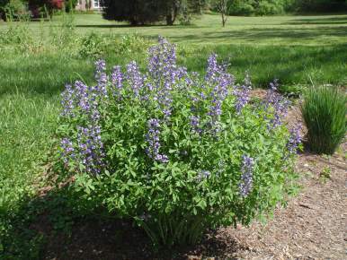 Wild Blue Indigo - Baptisia australis