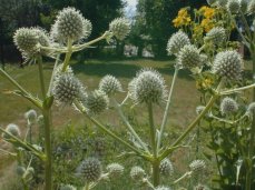 Rattlesnake Master - Eryngium yuccifolium 2