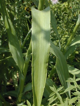 Rattlesnake Master - Eryngium yuccifolium 5