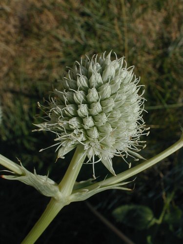 Rattlesnake Master - Eryngium yuccifolium