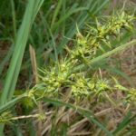 Crowfoot Fox Sedge, Ravenfoot Sedge - Carex crus-corvi