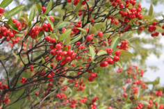 Red Chokeberry - Photinia pyrifolia (Aronia arbutifolia, Pyrus arbutifolia) 4