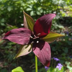 Red Trillium, Purple Trillium, Stinking Benjamin - Trillium erectum