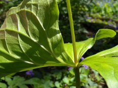 Red Trillium, Purple Trillium, Stinking Benjamin - Trillium erectum 2