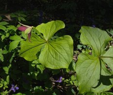 Red Trillium, Purple Trillium, Stinking Benjamin - Trillium erectum 3