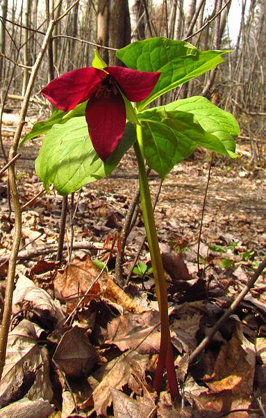 Red Trillium, Purple Trillium, Stinking Benjamin - Trillium erectum 4