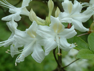 Alabama Azalea - Rhododendron alabamense 3