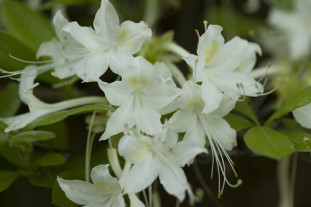 Alabama Azalea - Rhododendron alabamense