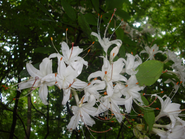 Sweet Azalea, Smooth Azalea - Rhododendron arborescens 2