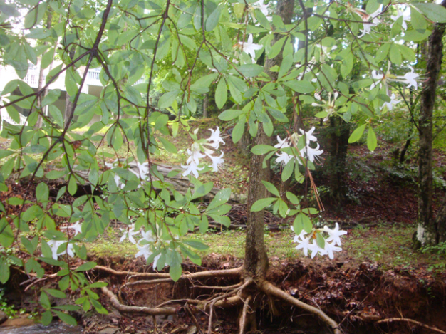 Sweet Azalea, Smooth Azalea - Rhododendron arborescens