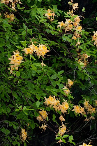 Flame Azalea - Rhododendron calendulaceum 3