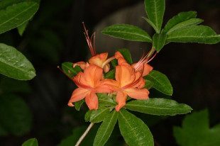 Flame Azalea - Rhododendron calendulaceum 2